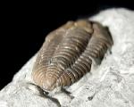 Flexicalymene meeki (FOERSTE 1910) - Bild © FossNet FossilienStore